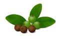 Fresh and dried Jamaican Allspice pepper fruits with green leaves isolated on white background.